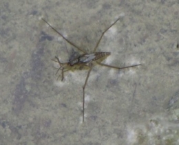 insectes, 
