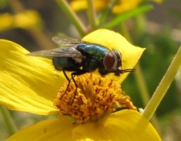 100803 Mouche verte (Muscides) (5).jpg