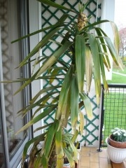 Yucca.jpg