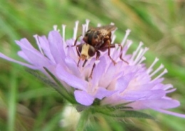 110719 Sicus ferrugineus 2333 (4).jpg