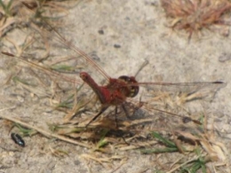 libellules