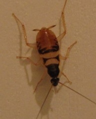 Blatte 3.jpg