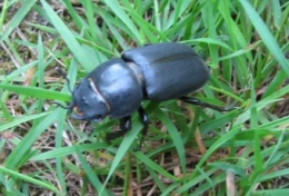 insectes, lucane, 