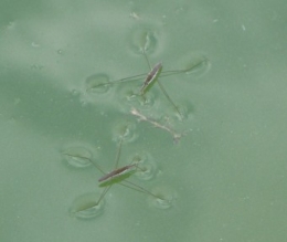 insectes, 