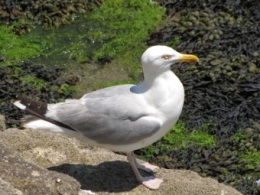 100711 Goéland argenté.jpg