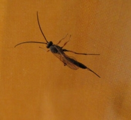 rhysse, insectes, 