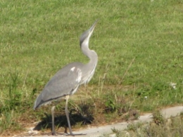 héron, oiseaux, 