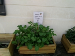 légumes, 