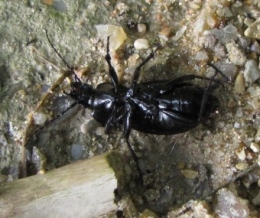 insectes, entomologie, carabe, 