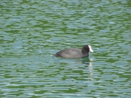 Foulque macroule 2.jpg