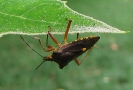 100820 Pentatoma Rufipes 3.jpg