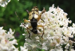 insectes, entomologie, jean-henri favre,