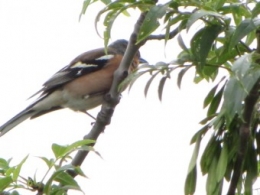 oiseaux, pinson, 