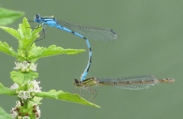 100817 couple Agrions jouvencelles 1099.jpg