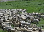 moutons.jpg
