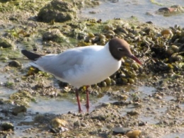 100705 Mouette rieuse (7).jpg