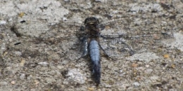 100817 Orthetrum cancellatum mâle 1138.jpg
