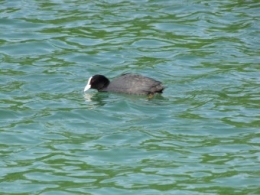Foulque macroule 1.jpg
