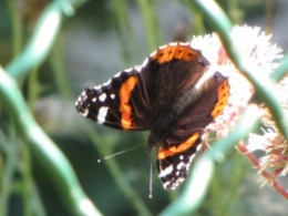papillons, 