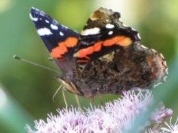 papillons, 