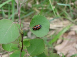 insectes, cercopes,