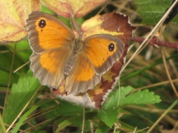 papillons