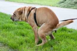 chiens, boussole, nord, 