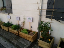 légumes,