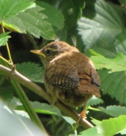 120608 Troglodyte mignon.jpg