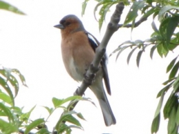 oiseaux, pinson, 