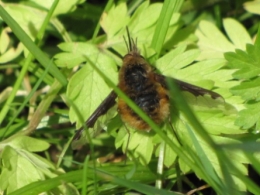 bombyle, mouches, insectes,