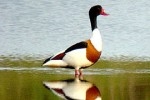 tadorne de belon.jpg