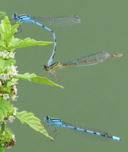 100817 3 Agrions jouvencelles 1096.jpg