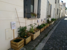 légumes, 