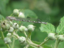 libellules