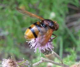 insectes, volucelle, jean-henri favre,