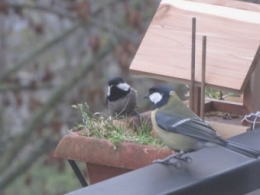 101217 Mésange charbonnière.jpg