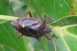 100820 Pentatoma Rufipes 1.jpg