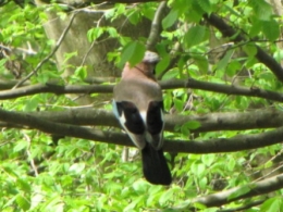 geai, oiseaux, 