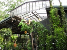 marché aux fleurs, paris, 