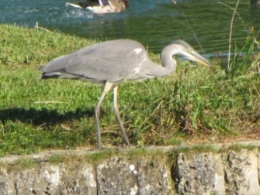 héron, oiseaux, 