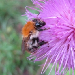 Andrène rousse, insectes, 