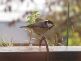 Mésange noire 1493.jpg