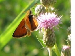 papillons