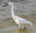 aigrette garzette.jpg