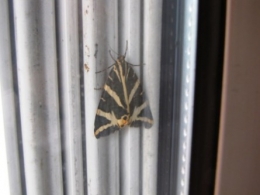 papillons, insectes, 