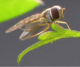Insecte.JPG