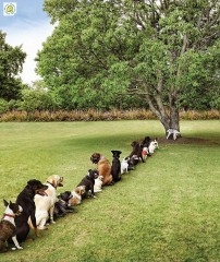 100423 chiens.JPG