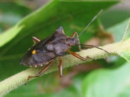 100820 Pentatoma Rufipes 2.jpg