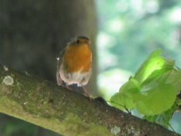 rouge-gorge